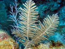 Bipinnate Sea Plumes - Antillogorgia bipinnata