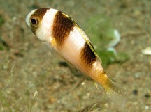 Black-Banded Damsel - Amblypomacentrus breviceps