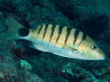 Black-Banded Snapper - Lutjanus semicinctus