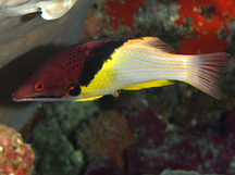 Blackbelt Hogfish - Bodianus mesothorax