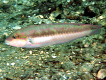 Blackear Wrasse - Halichoeres poeyi