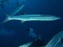 Blackfin Barracuda - Sphyraena qenie