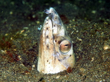 Black-Finned Snake Eel - Ophichthus altipennis