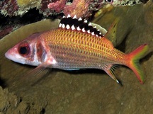 Blackfin Squirrelfish - Neoniphon opercularis