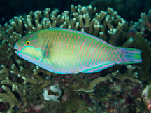 Bleeker's Parrotfish - Chlorurus bleekeri