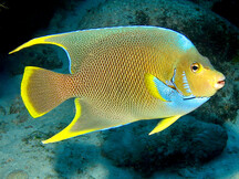 Blue Angelfish - Holacanthus bermudensis