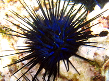 Blue-Black Urchin - Echinothrix diadema