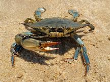 Atlantic Blue Crab - Callinectes sapidus