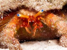 Blue-Eye Hermit Crab - Paguristes sericeus