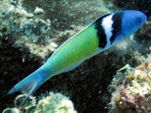 Bluehead - Terminal Phase - Thalassoma bifasciatum