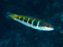 Bluehead - Intermediate Phase - Thalassoma bifasciatum