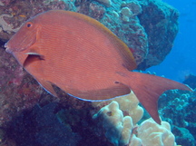 Blue-Lined Surgeonfish - Acanthurus nigroris