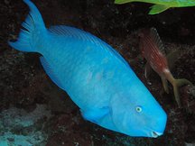 Blue Parrotfish - Scarus coeruleus