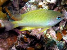 Bluespot Damsel - Chrysiptera oxycephala