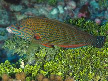 Bluespotted Wrasse - Anampses caeruleopunctatus