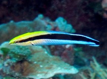 Bluestreak Cleaner Wrasse - Labroides dimidiatus