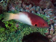 Axilspot Hogfish - Bodianus axillaris