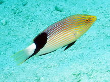 Blackfin Hogfish - Bodianus loxozonus