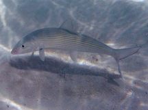 Bonefish - Albula vulpes