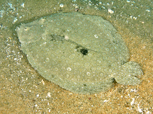 Pacific Leopard Flounder - Bothus leopardinus