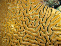 Boulder Brain Coral - Colpophyllia natans