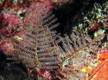 Branching Hydroid - Sertularella diaphana