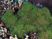 Green Star Polyps - Briareum violaceum