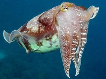 Broadclub Cuttlefish - Sepia latimanus