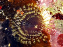 Brown Fanworm - Notaulax nudicollis