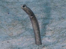 Brown Garden Eel - Heteroconger longissimus