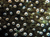 Brown Sponge Zoanthid - Bergia catenularis