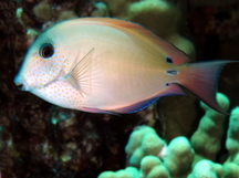 Brown Surgeonfish - Acanthurus nigrofuscus