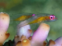 Pinkeye Goby - Bryaninops natans