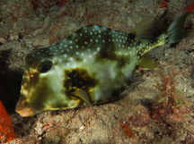 Buffalo Trunkfish - Lactophrys trigonus