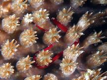 Bulbonaricus brauni - Bulbonaricus brauni