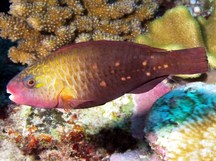 Pacific Bullethead Parrotfish - Chlorurus spilurus