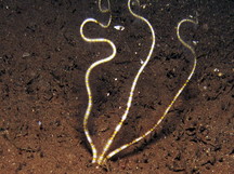 Burrowing Brittle Stars - 