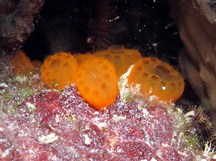 Button Tunicate - Distaplia corolla