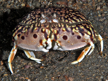 Flame Box Crab - Calappa flammea