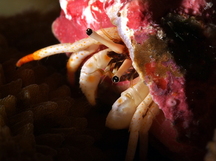 Small White Hermit Crab - Calcinus minutus