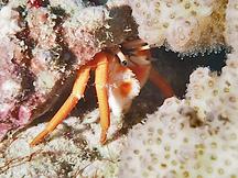 Bright Hermit Crab - Calcinus nitidus