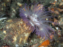 Hitchhiking Anemone - Calliactis tricolor
