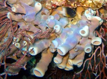 Callyspongia fallax - Callyspongia fallax