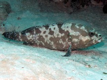 Camouflage Grouper - Epinephelus polyphekadion