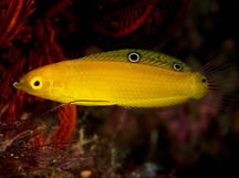 Canary Wrasse - Halichoeres chrysus