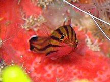 Candy Basslet - Liopropoma carmabi