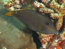 Wirenet Filefish - Cantherhines pardalis