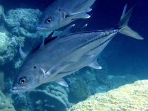 Bigeye Trevally - Caranx sexfasciatus