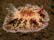 Starry Carminodoris - Carminodoris estrelyado