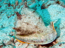 Horned Helmet - Cassis cornuta